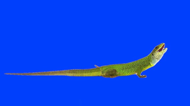 Green lizard on chroma key background