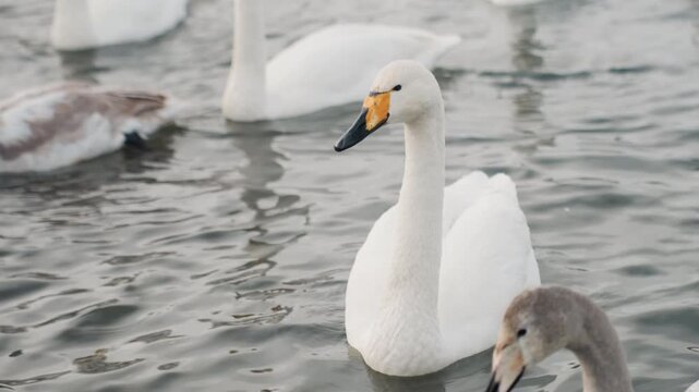 White swan gliding on water, solitary adult leading cygnet through icy lake, gentle ripples and soft mist. Cinematic closeup of textured plumage and yellowblack beak, tranquil winter mood for wildlife