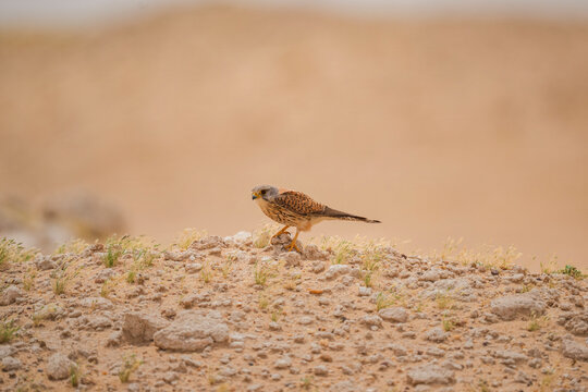 Lesser kestrel perches alertly on rocky ground. Brown feathers blend with arid terrain's earthy tones. Dust and sparse grasses frame the bird's vigilant stance