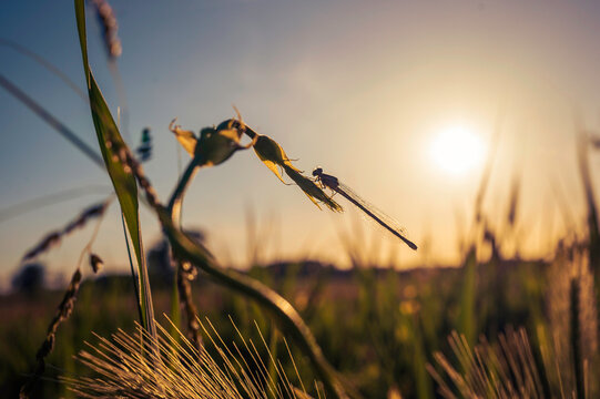 Eine Libelle an einer Pflanze im Sonnenuntergang