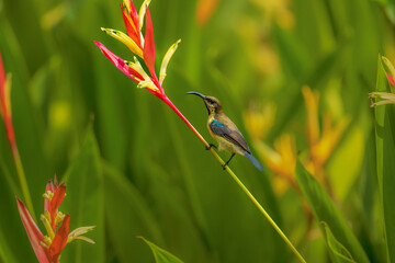 Fototapeta premium Loten's Sunbird perches delicately on a bright red flower. Its iridescent feathers gleam with blue and green hues. The background swirls in soft, lush green foliage. The scene radiates tranquility