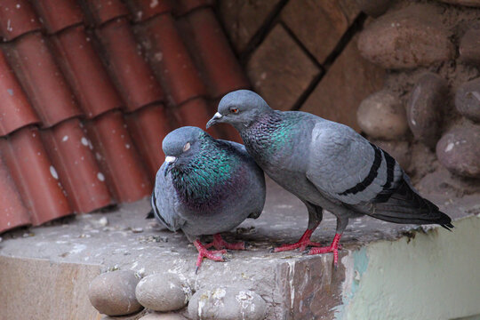 Two feral pigeons perching together on an urban rooftop ledge. Moment of tenderness between a pair of pigeons