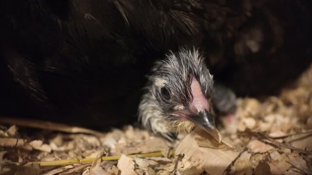 Extreme close up of a freshly hatched wet chick blinking and looking into camera while resting under mother hen feathers. Slow motion footage captures newborn baby chicken exploring wood shavings