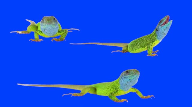 Green lizard on chroma key background