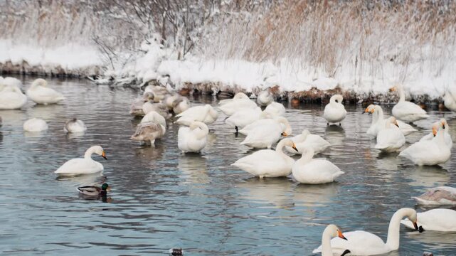 Waterfowl winter feeding crowded shallow water near frostlined reedbed dozens of swans, cygnets and ducks dabbling and splashing, energetic commotion with closeup plumage detail, documentarystyle