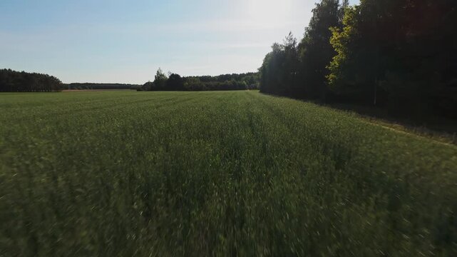 FPV Drone Aerial View Over Green Agricultural Fields Near Nowy Lubiel 