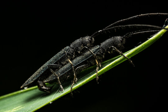 Two black longhorn beetles Cerambycidae mating on green stem, metallic iridescent elytra and long antennae detail, pure black background, wildlife behavior macro photography.