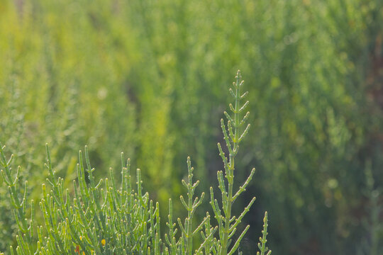 salicornia, a natural superfood from salt marshes and marshes, is a healthy food.