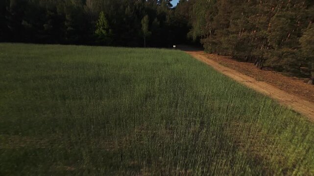 FPV Drone Flight Over Green Grain Fields and Forest Edge in Nowy Lubie