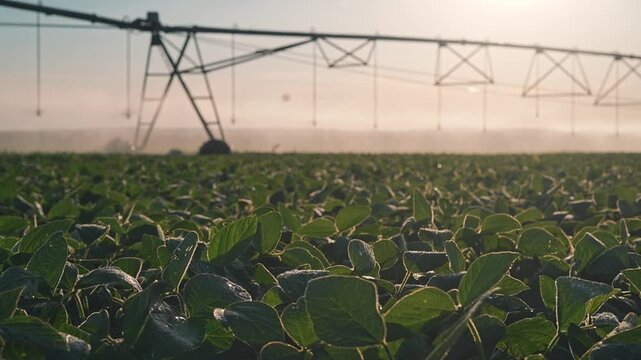 Soybean field grows under pivot irrigation at sunrise. Agriculture soybean plants with morning dew. Pivot system waters field. Soybean crop under irrigation equipment. Farm field at sunrise.