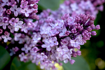 Obraz premium Closeup Lilac Buds And Bloom, Vibrant Purple Petals Against Soft Green Leaves, Shallow Depth With Creamy 