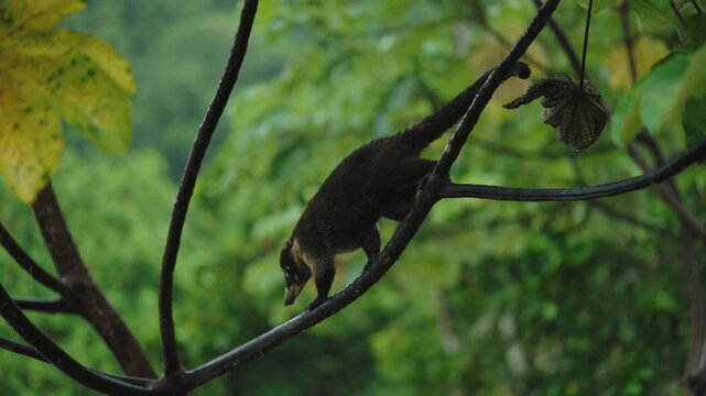 A white-nosed coati moving along a branch, exploring the vibrant rainforest canopy in Costa Rica.