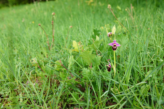 Bee Orchid (Ophrys apifera) growing wild among grass and meadow plants, showing the flower in its natural habitat, Val-d&rsquo;Oise, France