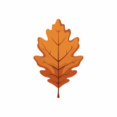 Fototapeta premium Autumn Oak Leaf Illustration