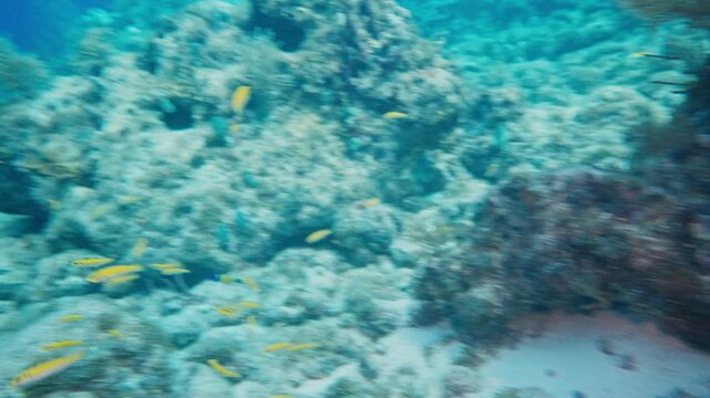 Midnight parrotfish escaping after raiding a sergeant major fish nest in Florida Keys