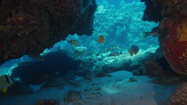 Tropical fish swimming by coral reef cavern in Florida Keys