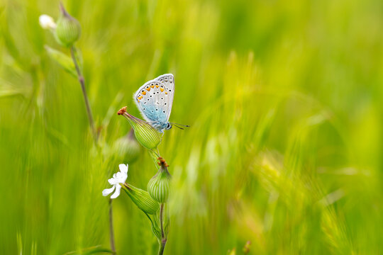 Lycaenidae / &Ccedil;okg&ouml;zl&uuml; Mavi / Common Blue / Polyommatus icarus