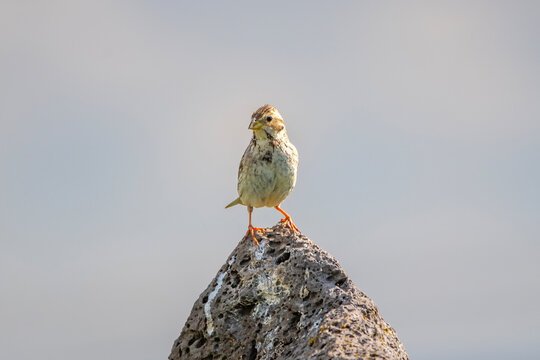 Tarla kirazkuşu &raquo; Corn Bunting &raquo; Emberiza calandra