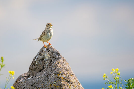 Tarla kirazkuşu &raquo; Corn Bunting &raquo; Emberiza calandra