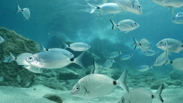 underwater fish scenery from mediterranean  sea breams ocean scenery underwater landscape seabreams  Diplodus sargus