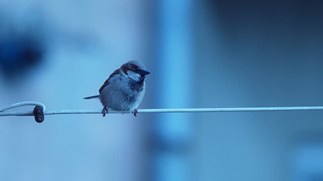 Sparrow chirping while sitting on wire