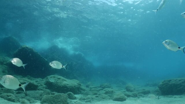 underwater fish scenery from mediterranean  sea breams ocean scenery underwater landscape seabreams  Diplodus sargus