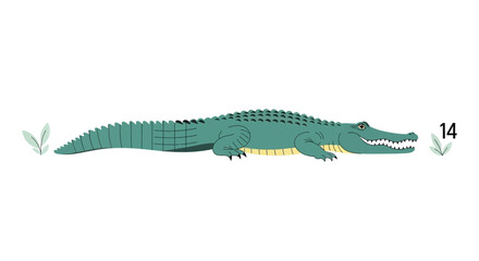 Fototapeta premium Green Alligator Reptile Illustration, Open Mouth, Teeth, Isolated on White