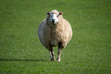 Sheep © R