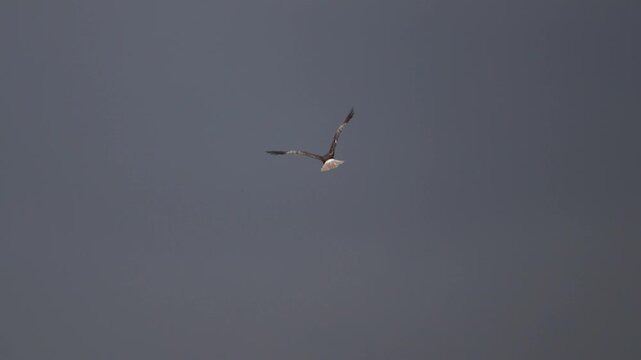 A male western marsh harrier (Circus aeruginosus) flying through the air with dark clouds in the background - slow motion