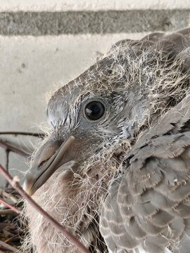 baby pigeon