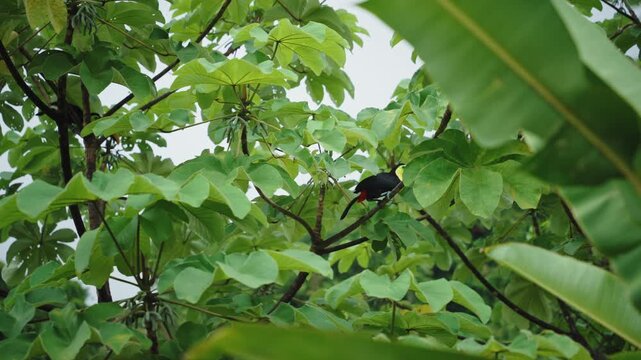 Chestnut-mandibled toucan perched among lush green foliage in the Costa Rican rainforest.