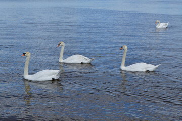 Obraz premium White Swan on the Lake. Mute Swan (Cygnus olor) gliding across the Lake at sunset. European bird wildlife. A beautiful swan swimming in a pond.A mute swan wading in a deep lake.