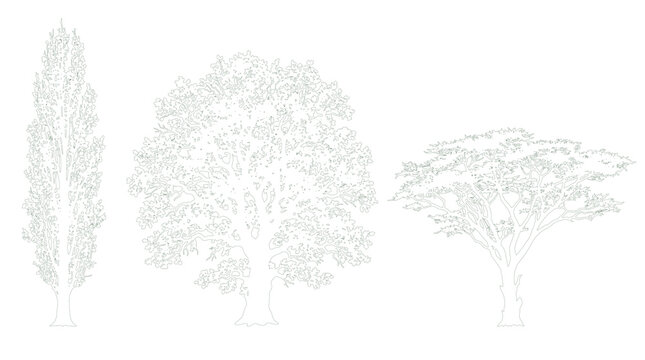 Columnar Poplar Broad Oak and Spreading Tree Trio Side Elevation Strong Contrast Outline Vector for Landscape Architectural Plans