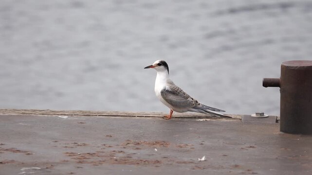 A juvenile common tern (Sterna hirundo) standing on the quay along the water