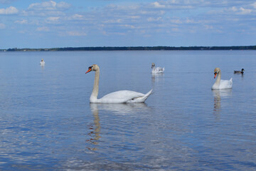 Naklejka premium White Swan on the Lake. Mute Swan (Cygnus olor) gliding across the Lake at sunset. European bird wildlife. A beautiful swan swimming in a pond.A mute swan wading in a deep lake.