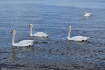 Obraz premium White Swan on the Lake. Mute Swan (Cygnus olor) gliding across the Lake at sunset. European bird wildlife. A beautiful swan swimming in a pond.A mute swan wading in a deep lake.