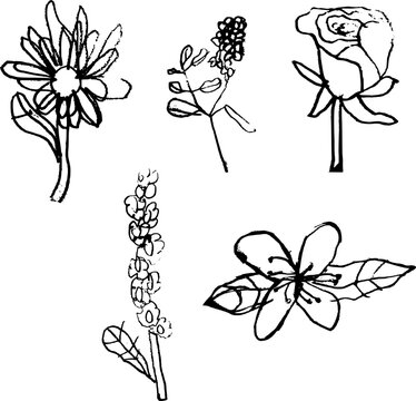 Hand-drawn floral vector set featuring rose, lilac, jasmine, aster and stock flowers Hand-drawn flowers, children's drawing