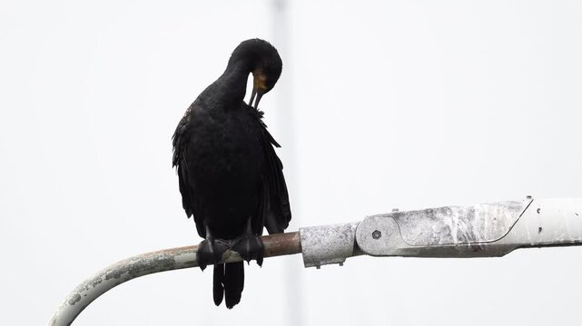 An adult great cormorant (Phalacrocorax carbo) preening its feathers while a ship is sailing past.