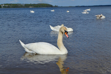 Fototapeta premium White Swan on the Lake. Mute Swan (Cygnus olor) gliding across the Lake at sunset. European bird wildlife. A beautiful swan swimming in a pond.A mute swan wading in a deep lake.