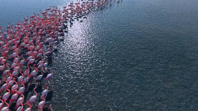 Aerial view of flamingos next to sparkling sunlit water. High angle shot of a flamingo flock wading with bright sparkling sunlight reflections on the blue water surface.