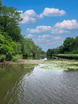 Beautiful swampland river scene in the summer