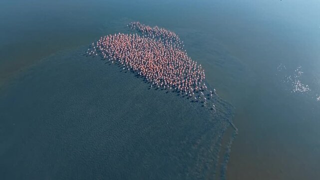 Flamingos gather in water at sunset. A large group of flamingos moves together in shallow water during the evening.