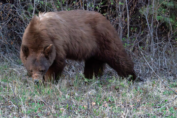 Fototapeta premium black bear eating grass