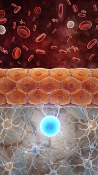 Nanoparticle Crossing Blood Brain Barrier Drug Delivery Animation