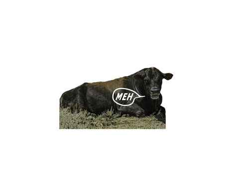 Black cow steer male large farm animal rest in grass chewing his cud & talking. He says MEH as if mooing. His mouth is open.