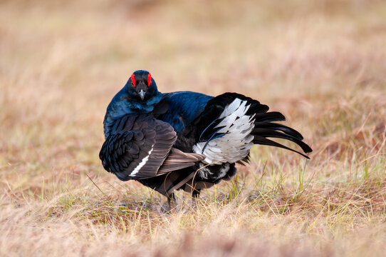 Frontal View of Displaying Black Grouse During Spring Lek