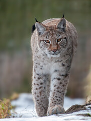Obraz premium Eurasian Lynx Walking Through Snow