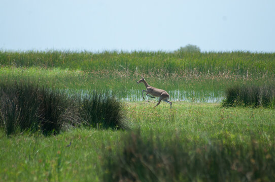 Southern Reedbuck Running Through Wetland Habitat in iSimangaliso Wetland Park