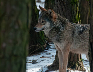Fototapeta premium European Wolf Standing Among Pine Trees in Winter