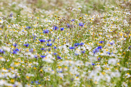 Vibrant summer meadow filled with blooming white camomiles and blue cornflowers in sunny weather. wild flower field